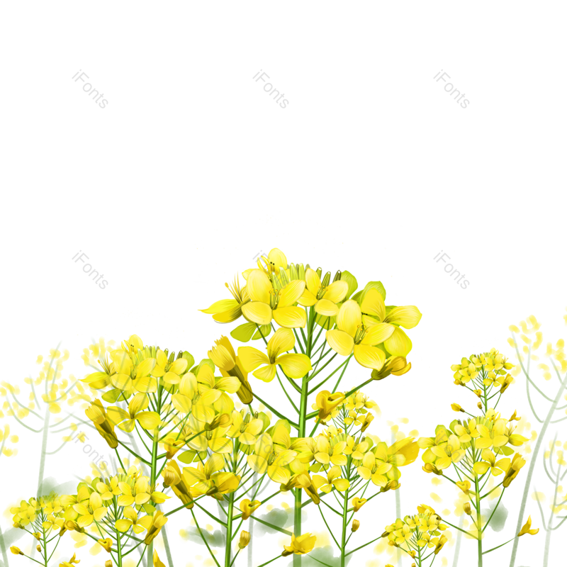 素材图片,花朵元素,鲜花PNG,春季免抠素材
